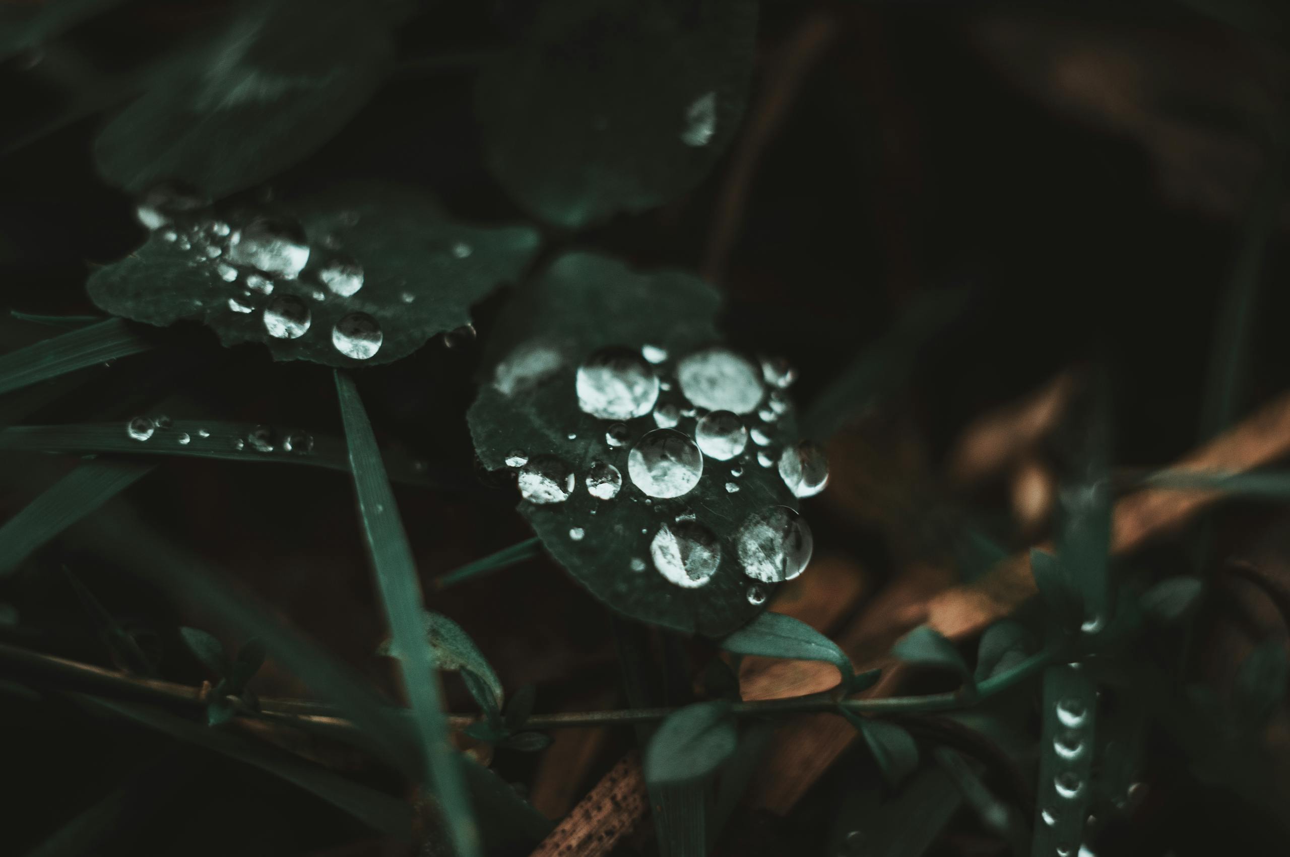 Close-up of water droplets on green leaves showcasing nature's detail and texture.