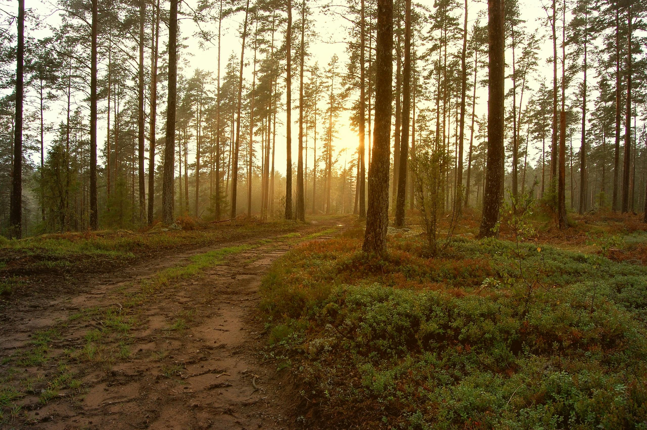 Tranquil autumn sunrise in a misty Swedish forest, showcasing nature's serene beauty.